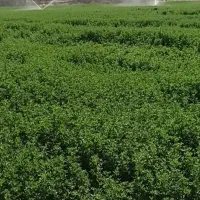 یونجه ملایر درجه یک بون علف