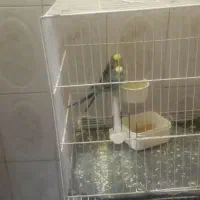 یک جفت مرغ عشق با سه تا جوجه و یک تخم|پرنده|مشهد, تلگرد|دیوار