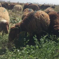 جویای کار دامداری
