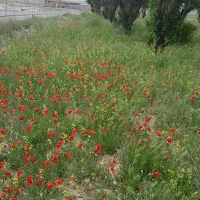 پرند گرینچیک پیداه شده