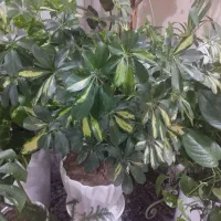 گل شفلرا باگلدان سرامیکی