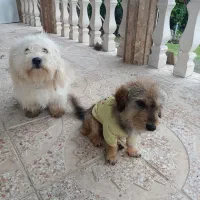 دوتا سگ زیبا و باهوش|سگ|سنگر, |دیوار