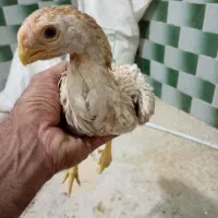 لاری هندی|پرنده|رباط‌کریم, نصیرشهر|دیوار