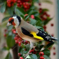 سهره چهارگل نر