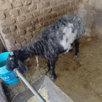 یک گوسفند بوری اصل سیاه سفید|حیوانات مزرعه|زاهدان, |دیوار
