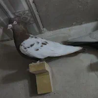 سینه سرخ ی تیکه با سینه تافته ای