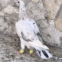 کفتر|پرنده|شیراز, فخرآباد (دروازه کازرون)|دیوار
