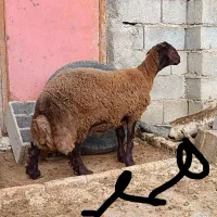 بره ماده همو