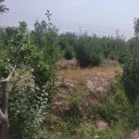 باغ میوه موقعیت عالی|فروش دفتر صنعتی، کشاورزی، تجاری|مشهد, ارشاد|دیوار