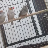 فنج نر و ماده