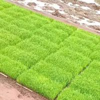 فروش توم نشا اماده