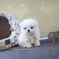 امروز فقط توله سگ از ۵ملیون