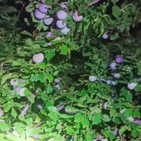 آلو حاج حسنی و رسمی
