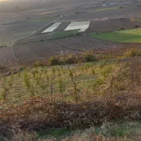 زمین کشاورزی دیم در دامنه کوه|فروش زمین و ملک کلنگی|خان ببین, |دیوار