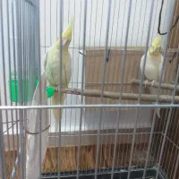 عروس هلندی بشرط نطفه