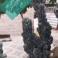 کاکتوس صخره ای سبزسبز|گل و گیاه طبیعی|قائم‌شهر, |دیوار