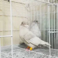 کفتر سینه ...سرک|پرنده|شیراز, سینما سعدی|دیوار