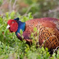مرغ و خروس آمیکایی و پاکستانی
