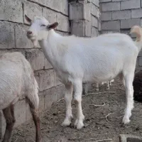 بزغاله بره سانن