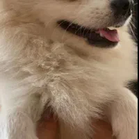 پامرانین نر دوساله وزن 1500|سگ|مبارکه, |دیوار