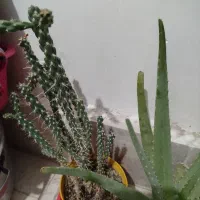 گل وگیاه|گل و گیاه طبیعی|مشهد, مقدم|دیوار