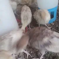 جوجه بوقلمون ریز