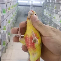 کاربرای فقط خانم در سالن پرورش پرندگان زینتی