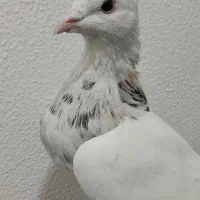 6 تا طوقی  نر خوب  دونه 375|پرنده|شاهین‌شهر, فیض|دیوار