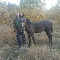 اسب نریون ترکی|اسب و تجهیزات اسب‌سواری|سپیدان, |دیوار