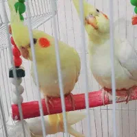 جفت عروس پارس هفت ماهه|پرنده|اهواز, کوروش|دیوار