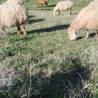 پنچاه راس گوسفند مغانی بره دار یلینی|حیوانات مزرعه|انگوت, |دیوار