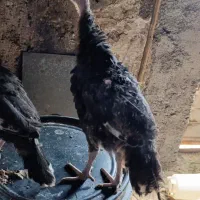 بقلمون 3و نیم ماهه