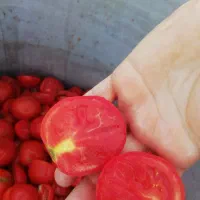 رب خانگی|خوردنی و آشامیدنی|کرج, کیانمهر|دیوار