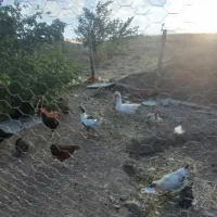 جوجه مرغ خروس|حیوانات مزرعه|آستارا, |دیوار