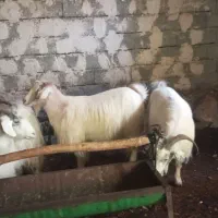 دو عدد بز یکی قصر یکی بابزغاله|حیوانات مزرعه|سلماس, |دیوار