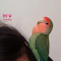 کوتوله نر بسیار زیبا