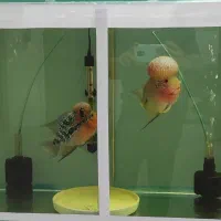 ماهی فلاور|ماهی|بجنورد, |دیوار