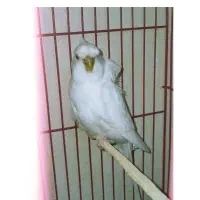 مرغ عشق
