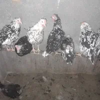 تخم مرغ گلین نطفه دار