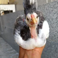 جوجه مرغ گلین