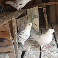 دو جفت کفتر اس پرشی خال قدیم