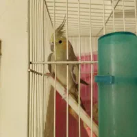 عروس هلندی نر و ماده (نر سخنگو)|پرنده|مشهد, ویلاشهر|دیوار