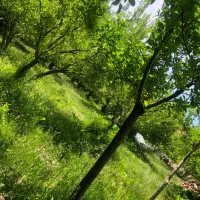 فروش باغ ثمری|فروش زمین و ملک کلنگی|سپیدان, |دیوار