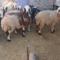 ۱۲عددکاورشیرازی.رابر|حیوانات مزرعه|رابر, |دیوار