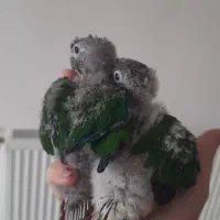 دو عدد جوجه طوطی گرینچیک