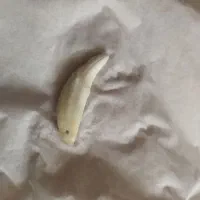 مهره قدیمی دن  گر