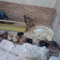 جوجه‌لاری
