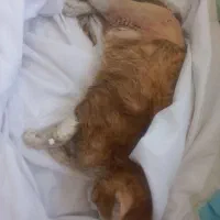 گربه خانگی دی اس اچ