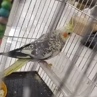 جوجه وجوانه عروس