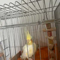 عروس هلندی ماده|پرنده|رشت, منظریه|دیوار